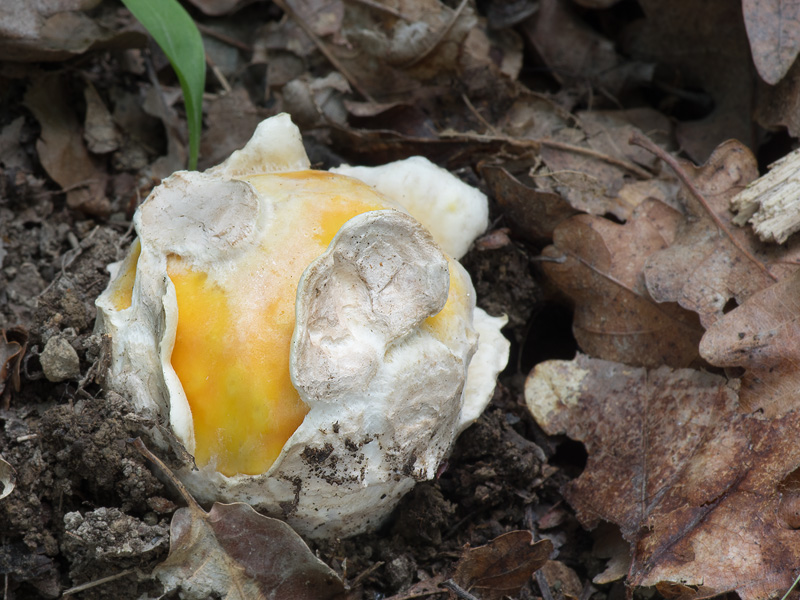 Amanita caesarea